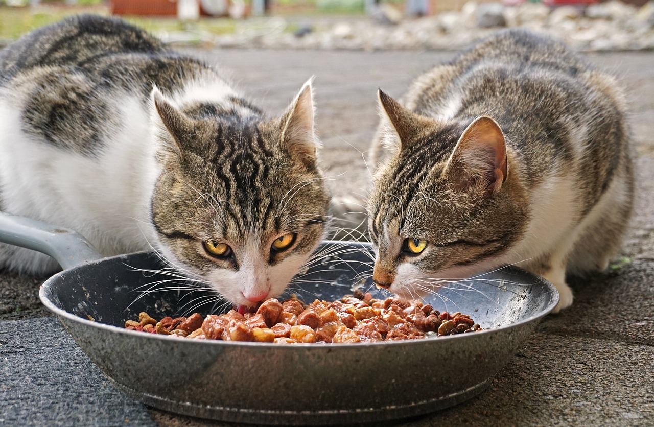 gesunde Ernährung für Katzen und Hunde