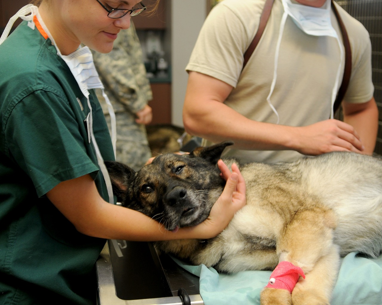 sicherer Tierarztbesuch mit dem Hund